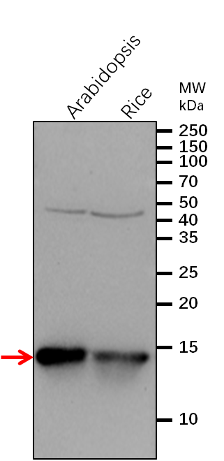 Anti-RAB6A / Ras-related protein RABH1b antibody