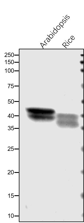 Anti-GAPB / Glyceraldehyde-3-phosphate dehydrogenase GAPB
