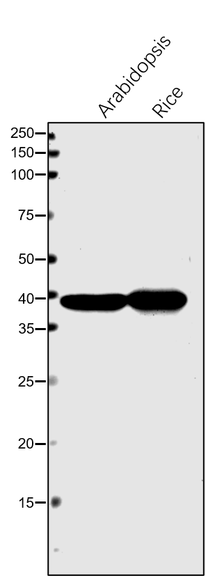 Anti-SBPase / Sedoheptulose-1,7-bisphosphatase Antibody
