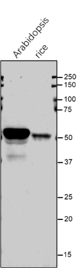 Anti-SHM1 / Serine hydroxymethyltransferase 1