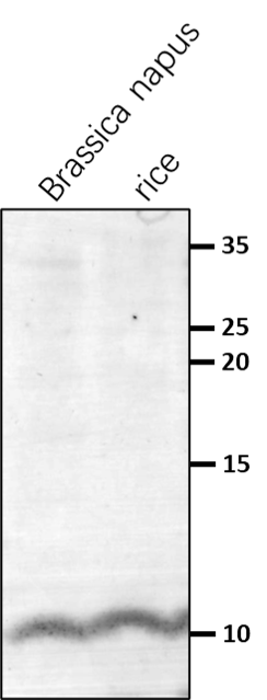 Anti-PsaK/ PsaK subunit of Photosystem I rabbit antibodies