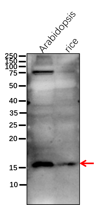 Anti-PsaF/ PSI-F subunit of photosystem I rabbit antibody