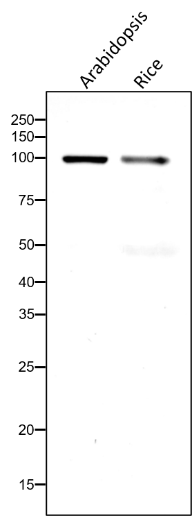 Anti-ACO3 / Aconitate hydratase 3  Rabbit Antibody