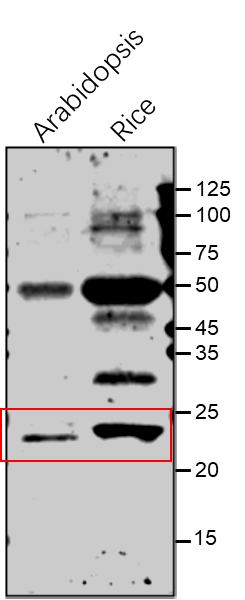 Anti-SKL1 / Shikimate kinase like 1 antibody