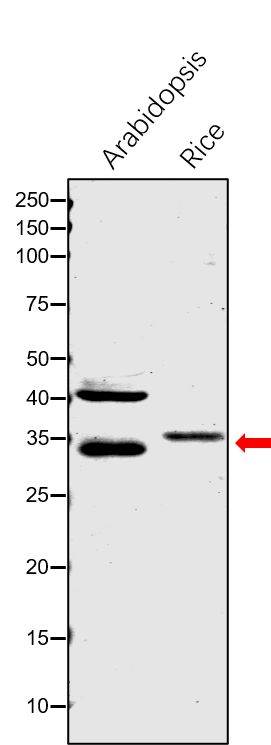 Anti-EMB3147 / [Acyl-carrier-protein] S-malonyltransferase a