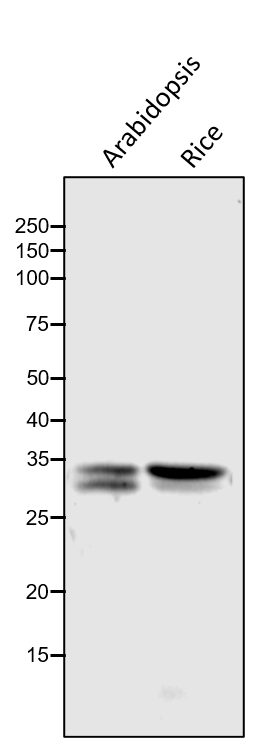 Anti- MDH / Malate Dehydrogenase rabbit antibody