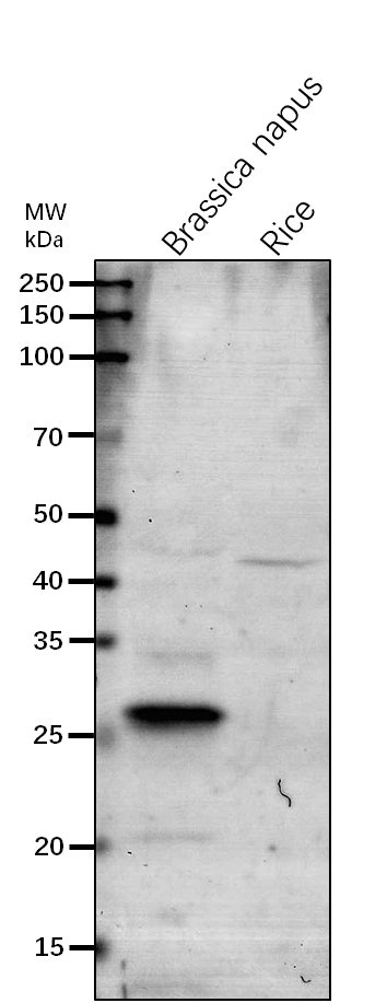 Anti-ClpR1/ ATP-dependent Clp protease proteolytic subunit-r