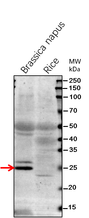 Anti-VDAC2/ Mitochondrial outer membrane protein porin 2