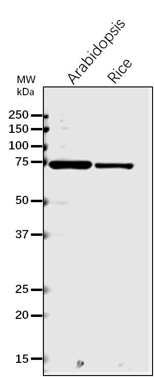 Anti-BIP1/2 /Heat shock 70 kDa protein rabbit antibody