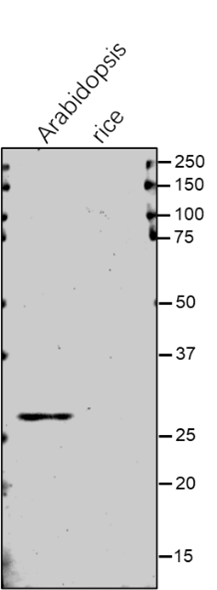 Anti-CLPR3/ ATP-dependent caseinolytic (Clp) protease
