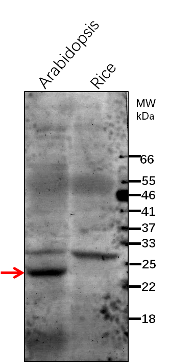 Anti-ClpR2/ ATP-dependent Clp protease proteolytic subunit-r