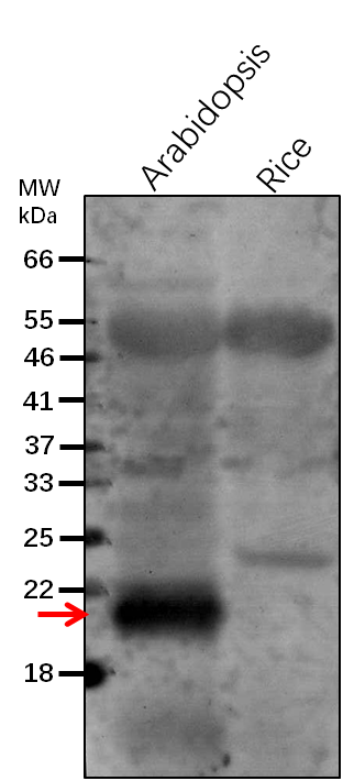 Anti-ClpP6/ ATP-dependent Clp protease proteolytic subunit 6