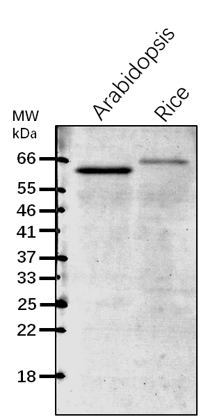 Anti-CNX1 / Calnexin homolog 1