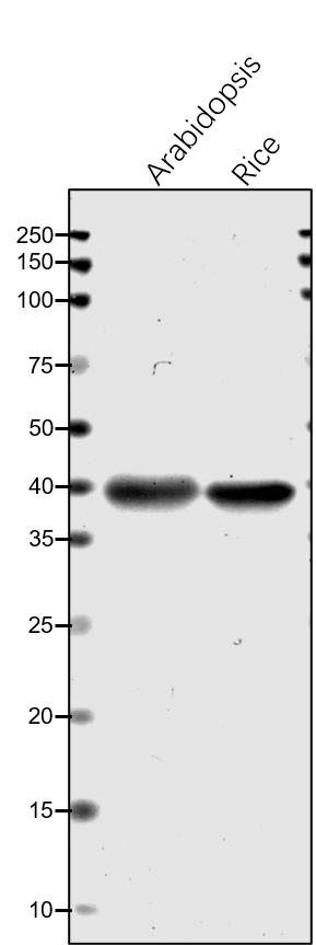 Anti-PRK / Phosphoribulokinase rabbit antibody