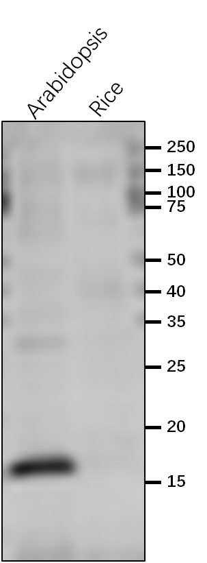 Anti-PsaL / PSI-L subunit of photosystem I