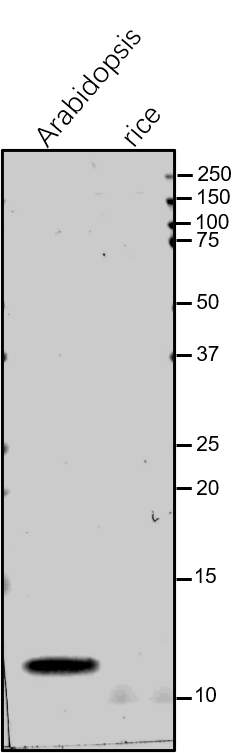 Anti-PsaN / PsaN subunit of Photosystem I rabbit antibodies