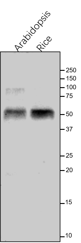 Anti-PsaA / PSI-A core protein of photosystem I