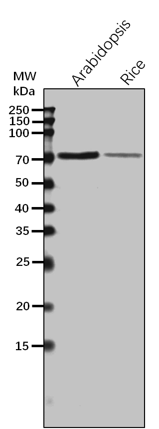Anti-VHA-A/V-type proton ATPase catalytic subunit A