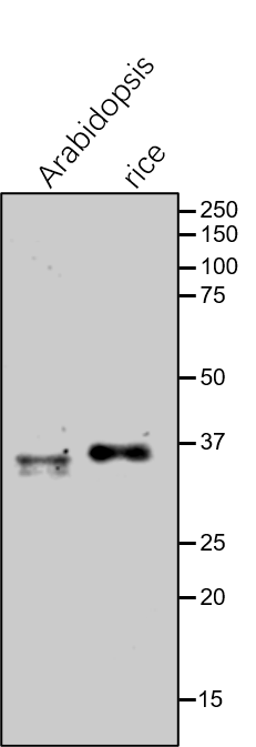 Anti-PORC / Protochlorophyllide Oxidoreductase C antibody