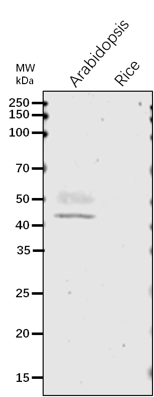 Anti-OXI1/  Serine/threonine-protein kinase antibody