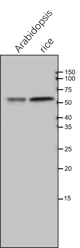 Anti-LPD1 / Mitochondrial lipoamide dehydrogenase 1 antibody