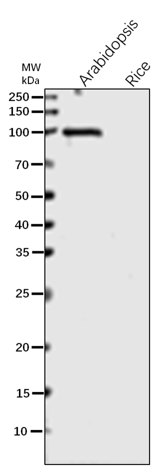 Anti-LOX2 / Lipoxygenase 2 Rabbit Antibody