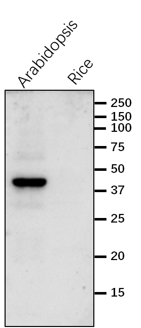 Anti-COMT1 / Flavone 3'-O-methyltransferase 1 antibody