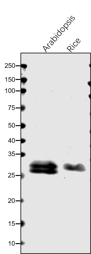 Anti-GRF /G-BOX regulating factor rabbit antibody