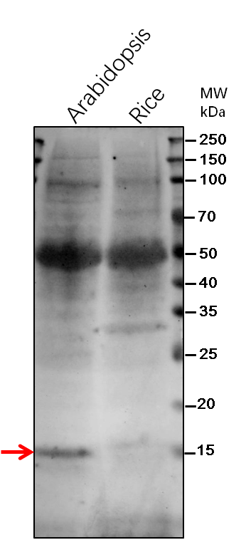 Anti-MPH2/ Thylakoid lumenal 16.5 kDa protein Antibody