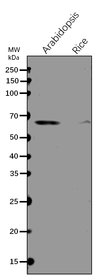 Anti-ZDS1/ Zeta-carotene desaturase Rabbit Antibody