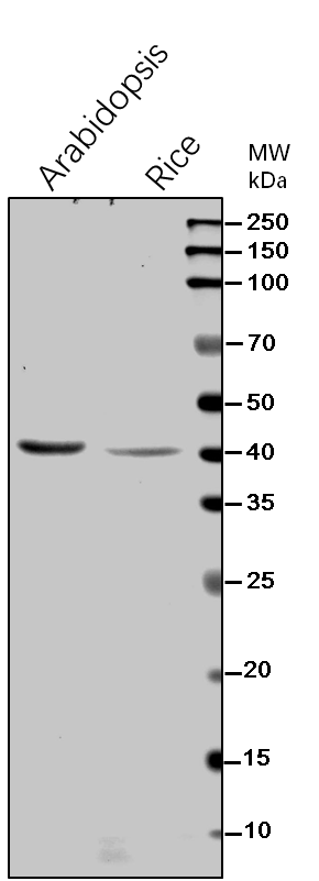 SCS-beta/Succinate--CoA ligase [ADP-forming] subunit beta