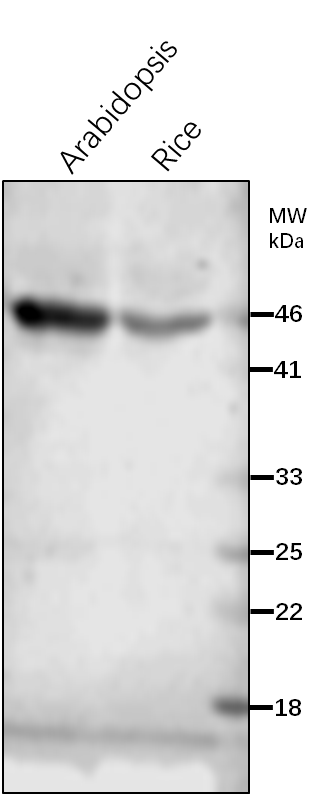 Anti-PGK1/ Phosphoglycerate kinase 1 Rabbit Antibody