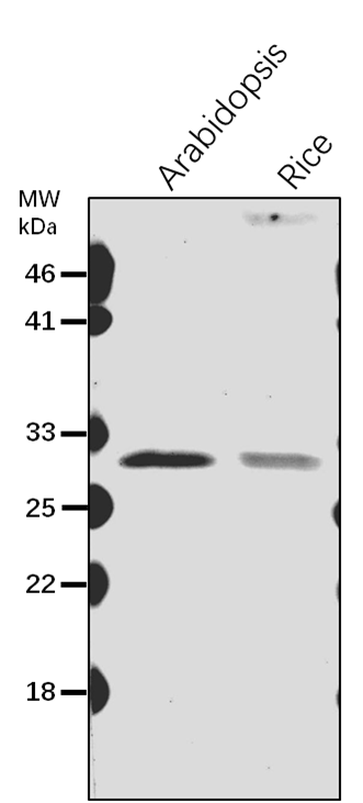 Anti-VDAC1/ Mitochondrial outer membrane protein porin 1