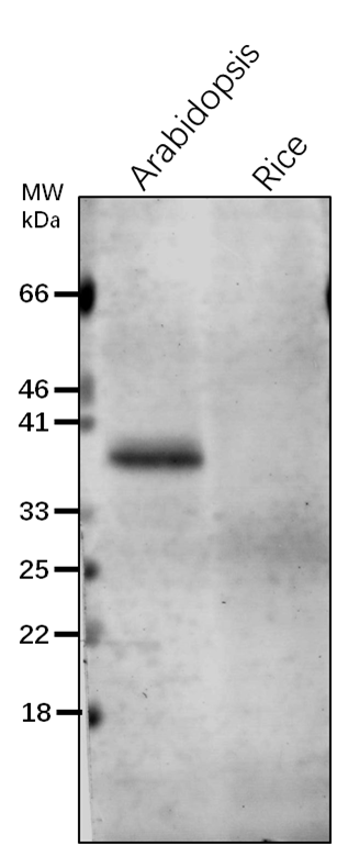 Anti-RAE1/ Protein RAE1 Rabbit Antibody