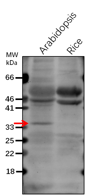 Anti-PAP1/ Probable plastid-lipid-associated protein 1