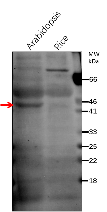 Anti-OPR3/ 12-oxophytodienoate reductase 3 Antibody