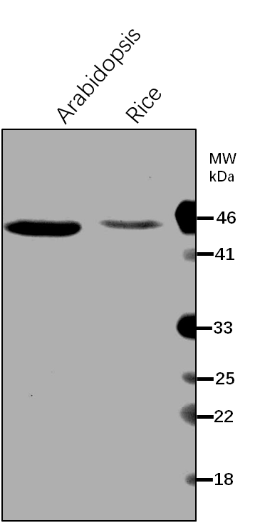 Anti-IMDH1/ 3-isopropylmalate dehydrogenase 1 Antibody
