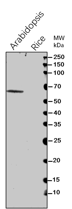 Anti-AAE3/ Oxalate--CoA ligase Rabbit Antibody