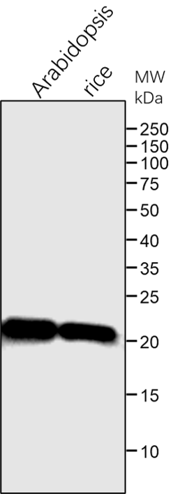 Anti-Cyt b6 / PetB / Cytochrome b6 of Cyt b6/f antibody