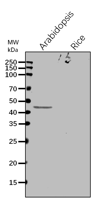 Anti-CICDH/ Cytosolic isocitrate dehydrogenase [NADP]