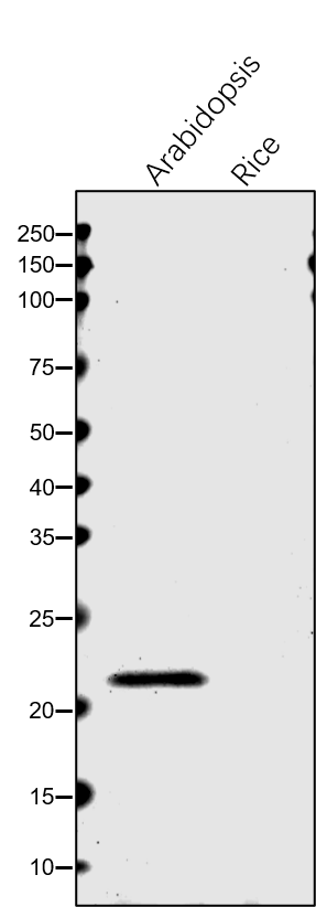 Anti-TLP18.3 / At1g54780 Rabbit antibody