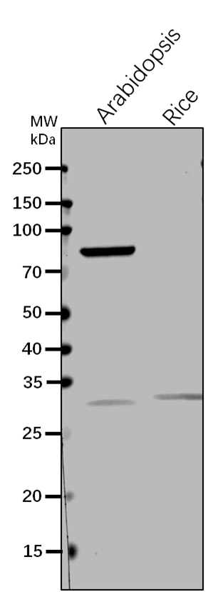 EMB1467/NADH dehydrogenase [ubiquinone] iron-sulfur protein