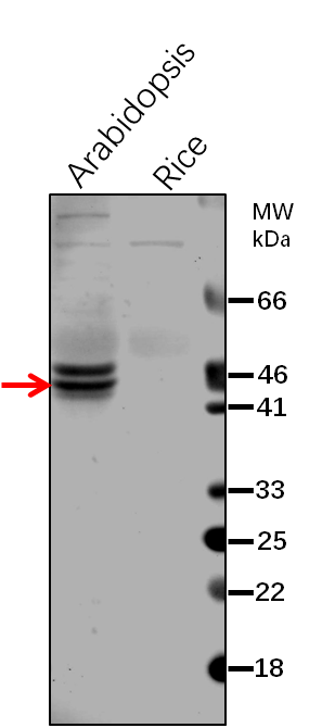 Anti-SRRP1/ S1 RNA-binding domain-containing protein