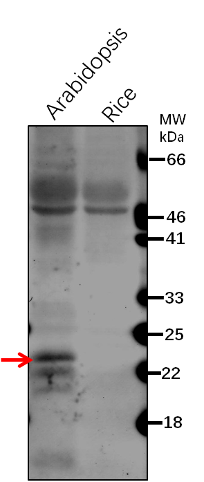 Anti-AOC3/ Allene oxide cyclase 3 Rabbit Antibody
