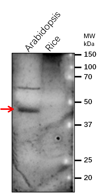 Anti-CHS/ Chalcone synthase Rabbit Antibody