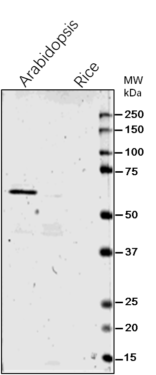 Anti-PGM/Phosphoglucomutase Rabbit Antibody