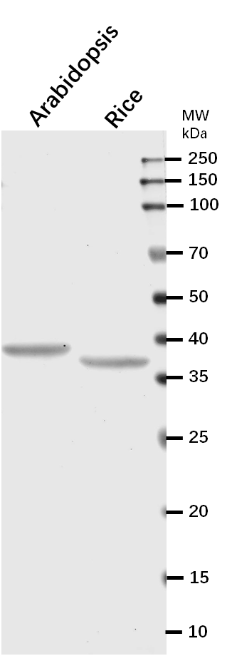 Anti-CSP41B/Ribosome associated endonuclease (CRB) Antibody