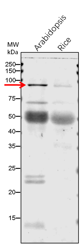 Anti-CHLD/Magnesium-chelatase subunit ChlD Antibody