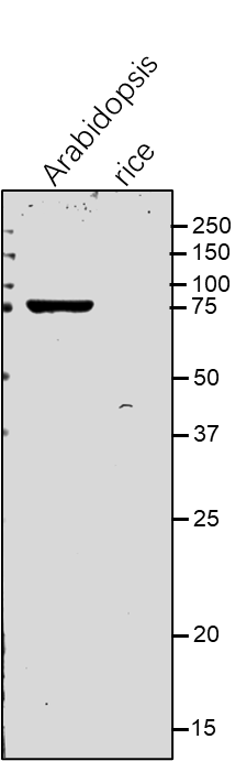 Anti-CAC3 / carboxyltransferase alpha subunit of acetyl-CoA