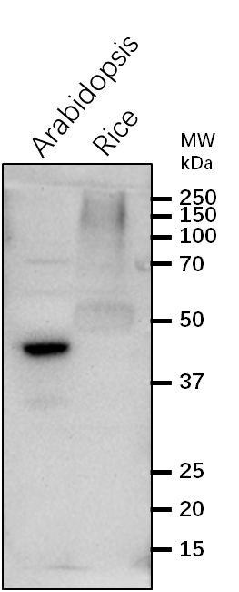 Anti-NPQ1/VDE1/Violaxanthin de-epoxidase Rabbit Antibody